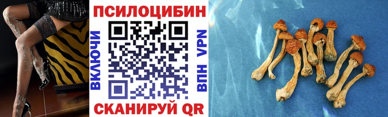 МЕГА tor  купить наркоту  Чекалин  Псилоцибиновые грибы Cubensis 